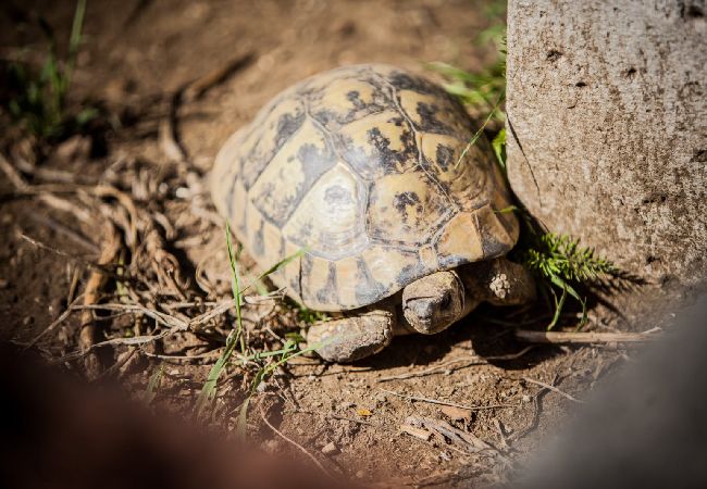 Apartment in Lopar - Apartment in Lopar with Seaview, Loggia, Air condition, WIFI (186-4) Apartment in Lopar - Apartment in Lopar with Seaview, Loggia, Air condition, WIFI (186-4)