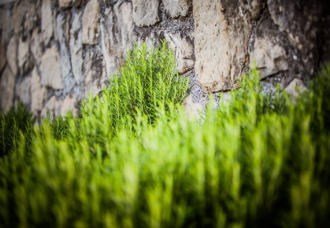 Apartment in Lopar - Apartment in Lopar with Seaview, Loggia, Air condition, WIFI (186-4) Apartment in Lopar - Apartment in Lopar with Seaview, Loggia, Air condition, WIFI (186-4)