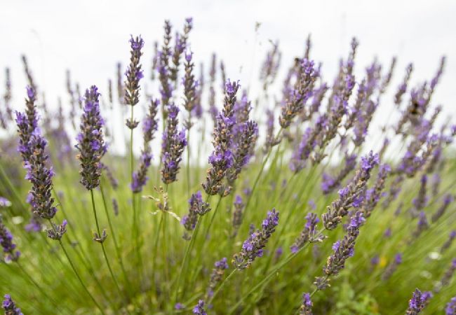 Apartment in Rakovica - Apartment in Rakovica with Balcony, WIFI (601-2) Apartment in Rakovica - Apartment in Rakovica with Balcony, WIFI (601-2)