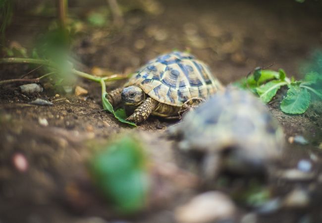 Apartment in Lopar - Apartment in Lopar with Seaview, Terrace, WIFI (824-1) Apartment in Lopar - Apartment in Lopar with Seaview, Terrace, WIFI (824-1)