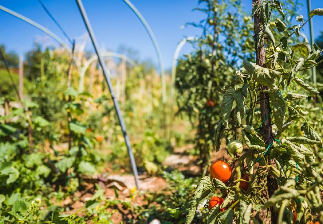 Studio in Žrnovo - Studio apartment in Žrnovo with Terrace, Air condition, WIFI (3709-1) Studio in Žrnovo - Studio apartment in Žrnovo with Terrace, Air condition, WIFI (3709-1)