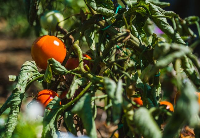 Studio in Žrnovo - Studio apartment in Žrnovo with Terrace, Air condition, WIFI (3709-1) Studio in Žrnovo - Studio apartment in Žrnovo with Terrace, Air condition, WIFI (3709-1)