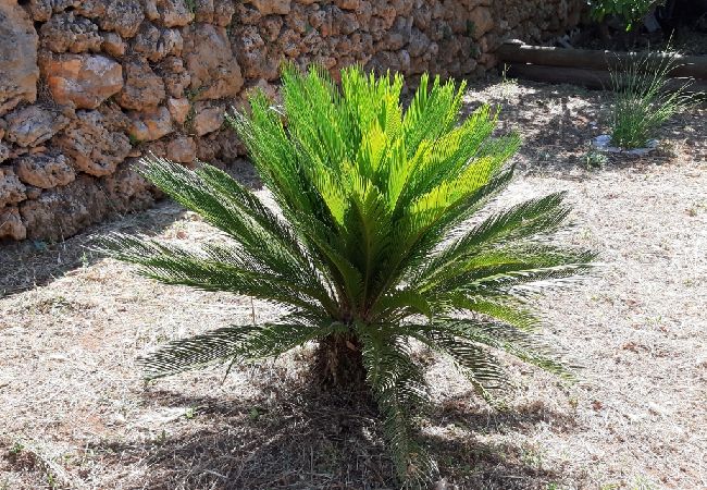 Apartment in Jelsa - Apartment in Jelsa with Terrace, Air condition, WIFI (4440-1) Apartment in Jelsa - Apartment in Jelsa with Terrace, Air condition, WIFI (4440-1)