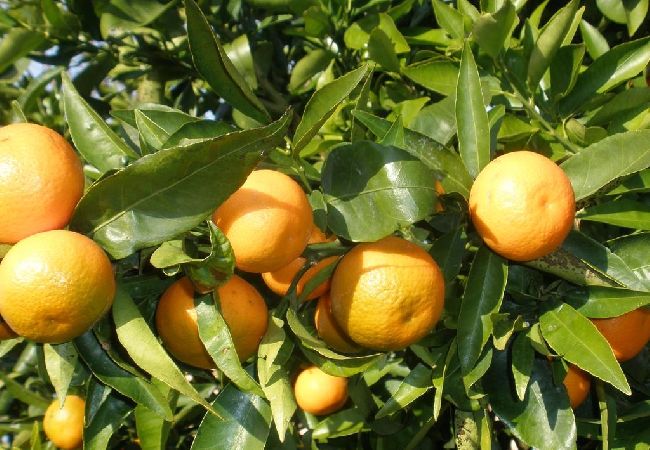 House in Vodice - Holiday Home in Vodice with Terrace, Air condition, WIFI (4449-1) House in Vodice - Holiday Home in Vodice with Terrace, Air condition, WIFI (4449-1)