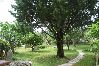 Apartment in Punat - Apartment in Punat with Terrace, Air condition, WIFI (4526-2) Apartment in Punat - Apartment in Punat with Terrace, Air condition, WIFI (4526-2)