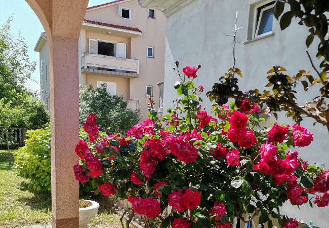 Apartment in Lopar - Apartment in Lopar with Terrace, Air condition, WIFI (4620-1) Apartment in Lopar - Apartment in Lopar with Terrace, Air condition, WIFI (4620-1)