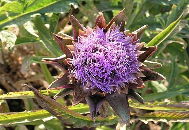 Apartment in Nevidane - Apartment in Neviđane with Seaview, Balcony, Air condition, WIFI (4663-3) Apartment in Nevidane - Apartment in Neviđane with Seaview, Balcony, Air condition, WIFI (4663-3)