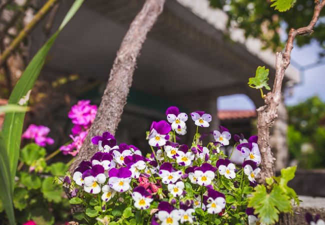 Apartment in Lopar - Apartment in Lopar with Balcony, Air condition, WIFI, Washing machine (4886-4) Apartment in Lopar - Apartment in Lopar with Balcony, Air condition, WIFI, Washing machine (4886-4)