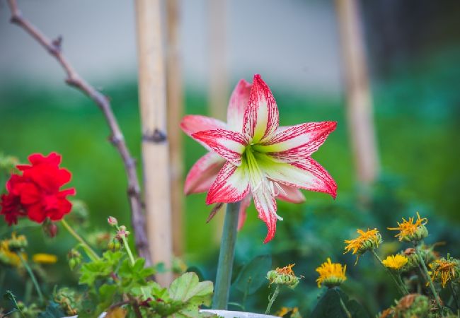 Apartment in Lopar - Apartment in Lopar with Balcony, Air condition, WIFI, Washing machine (4886-4) Apartment in Lopar - Apartment in Lopar with Balcony, Air condition, WIFI, Washing machine (4886-4)