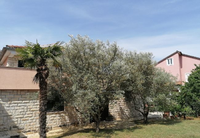 Apartment in Funtana - Apartment in Funtana with Terrace, Air condition, WIFI, Washing machine (4990-2) Apartment in Funtana - Apartment in Funtana with Terrace, Air condition, WIFI, Washing machine (4990-2)