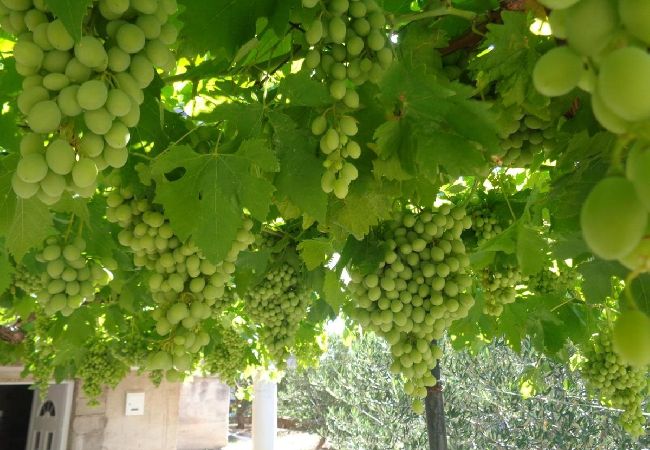 Apartment in Drage - Apartment in Drage with Seaview, Balcony, Air condition, WIFI (5144-6) Apartment in Drage - Apartment in Drage with Seaview, Balcony, Air condition, WIFI (5144-6)