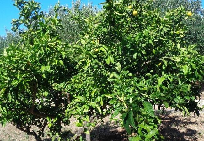 Studio in Drage - Studio apartment in Drage with Air condition, WIFI (5144-2) Studio in Drage - Studio apartment in Drage with Air condition, WIFI (5144-2)