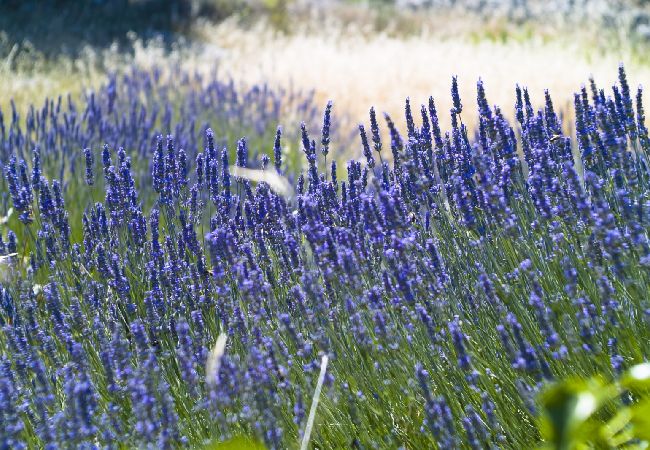Estudio en Hvar - Apartamento Estudio en Hvar con Seaview, Terraza, Acondicionador, WIFI (199-1) Estudio en Hvar - Apartamento Estudio en Hvar con Seaview, Terraza, Acondicionador, WIFI (199-1)