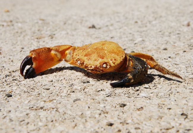 Apartamento en Fažana - Apartamento en Fažana con Seaview, Balcón, Acondicionador, WIFI (227-1) Apartamento en Fažana - Apartamento en Fažana con Seaview, Balcón, Acondicionador, WIFI (227-1)