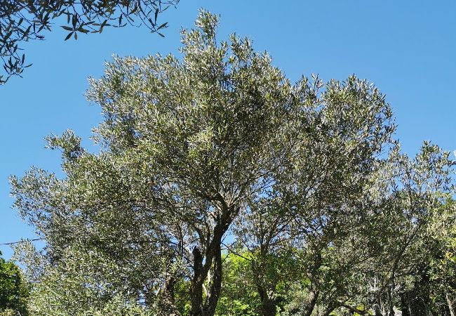 Apartamento en Stivan - Apartamento en Stivan con Terraza, Acondicionador, WIFI (920-2) Apartamento en Stivan - Apartamento en Stivan con Terraza, Acondicionador, WIFI (920-2)