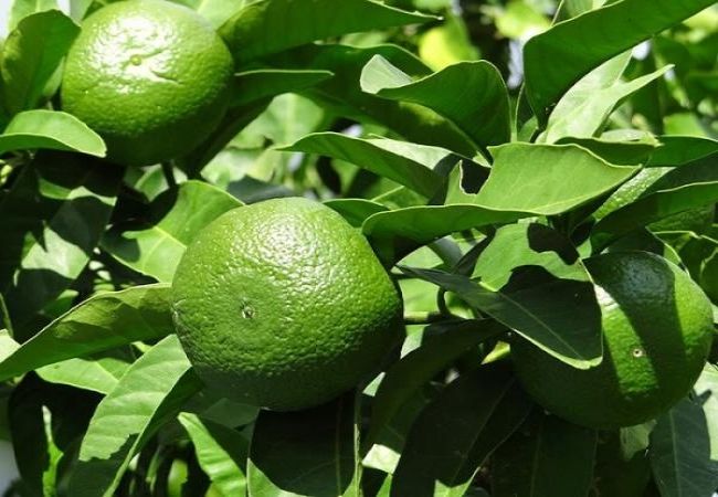 Apartamento en Kampor - Apartamento en Kampor con Seaview, Terraza, Acondicionador, WIFI (3708-1) Apartamento en Kampor - Apartamento en Kampor con Seaview, Terraza, Acondicionador, WIFI (3708-1)