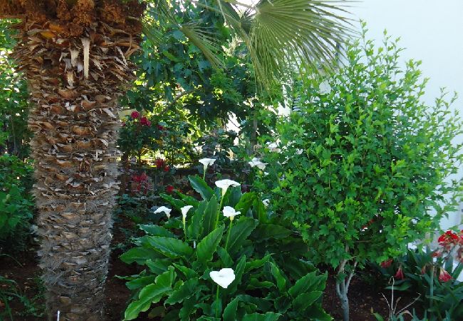 Apartamento en Sali - Apartamento en Sali con Seaview, Balcón, Acondicionador, WIFI (4413-2) Apartamento en Sali - Apartamento en Sali con Seaview, Balcón, Acondicionador, WIFI (4413-2)