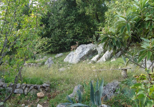 Apartamento en Icici - Apartamento en Ičići con Seaview, Terraza, WIFI (4870-3) Apartamento en Icici - Apartamento en Ičići con Seaview, Terraza, WIFI (4870-3)