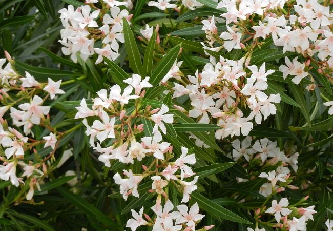 Estudio en Hvar - Apartamento Estudio en Hvar con Terraza, Acondicionador, WIFI, Lavavajillas (4858-3) Estudio en Hvar - Apartamento Estudio en Hvar con Terraza, Acondicionador, WIFI, Lavavajillas (4858-3)