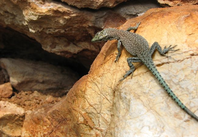 Apartamento en Stari Grad - Apartamento en Stari Grad (Hvar) con Terraza, Acondicionador, WIFI, Lavadora (5028-1) Apartamento en Stari Grad - Apartamento en Stari Grad (Hvar) con Terraza, Acondicionador, WIFI, Lavadora (5028-1)