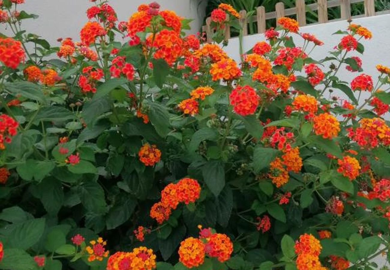 Apartamento en Primošten - Apartamento en Primošten con Seaview, Terraza, Acondicionador, WIFI (5155-1) Apartamento en Primošten - Apartamento en Primošten con Seaview, Terraza, Acondicionador, WIFI (5155-1)