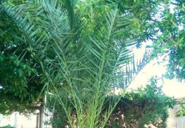 Apartamento en Okrug Gornji - Apartamento en Okrug Gornji con Seaview, Balcón, Acondicionador, WIFI (5167-2) Apartamento en Okrug Gornji - Apartamento en Okrug Gornji con Seaview, Balcón, Acondicionador, WIFI (5167-2)