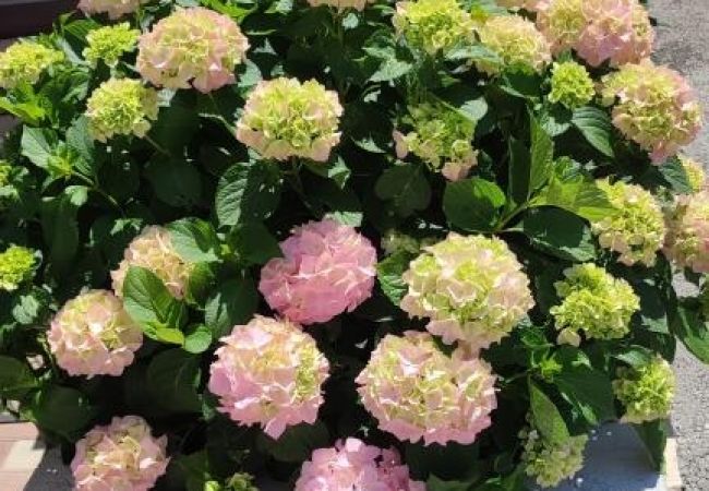 Apartamento en Šibenik-Brodarica - Apartamento en Brodarica con Seaview, Terraza, Acondicionador, WIFI (5183-2) Apartamento en Šibenik-Brodarica - Apartamento en Brodarica con Seaview, Terraza, Acondicionador, WIFI (5183-2)