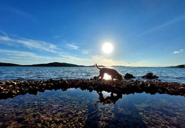 Apartamento en Žaboric - Apartamento en Žaborić con Seaview, Balcón, Acondicionador, WIFI (5177-1) Apartamento en Žaboric - Apartamento en Žaborić con Seaview, Balcón, Acondicionador, WIFI (5177-1)