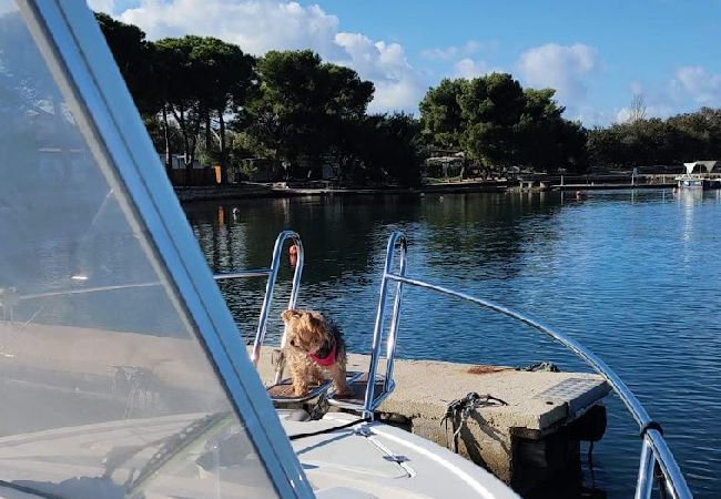 Appartement à Sukošan - Appartement dans Sukošan avec terrasse, Climatisation, WIFI (131-3) Appartement à Sukošan - Appartement dans Sukošan avec terrasse, Climatisation, WIFI (131-3)