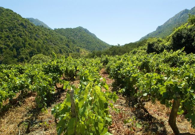 Appartement à Lumbarda - Appartement dans Lumbarda avec vue mer, terrasse, Climatisation, WIFI (856-2) Appartement à Lumbarda - Appartement dans Lumbarda avec vue mer, terrasse, Climatisation, WIFI (856-2)