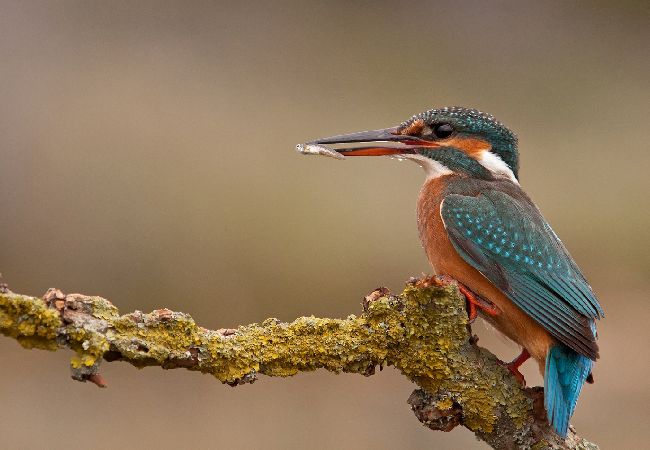 Studio à Nin - Appartement Studio dans Nin avec terrasse, Climatisation, WIFI (864-2) Studio à Nin - Appartement Studio dans Nin avec terrasse, Climatisation, WIFI (864-2)