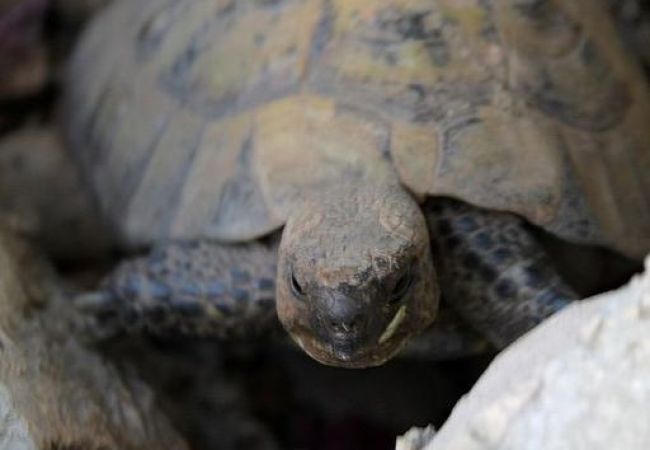 Studio à Hvar - Appartement Studio dans Hvar avec vue mer, terrasse, Climatisation, WIFI (3615-4) Studio à Hvar - Appartement Studio dans Hvar avec vue mer, terrasse, Climatisation, WIFI (3615-4)