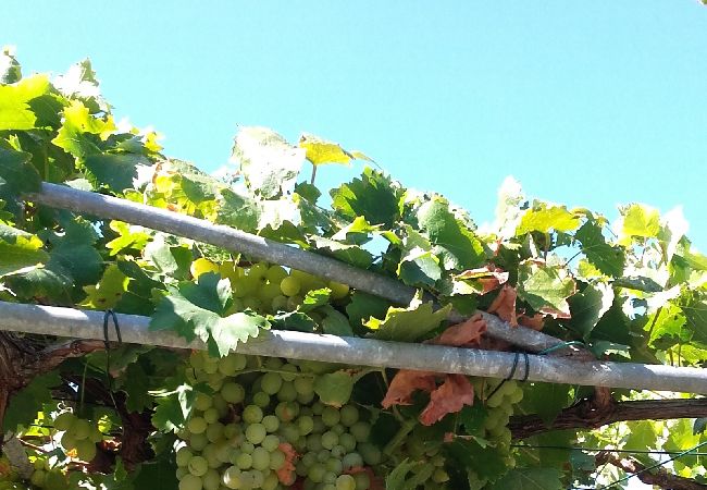 Appartement à Rab - Appartement dans Rab avec vue mer, Balcon, WIFI, Machine à laver (3728-1) Appartement à Rab - Appartement dans Rab avec vue mer, Balcon, WIFI, Machine à laver (3728-1)