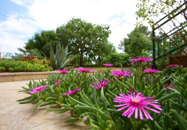 Studio à Porec - Appartement Studio dans Poreč avec terrasse, WIFI (3794-1) Studio à Porec - Appartement Studio dans Poreč avec terrasse, WIFI (3794-1)