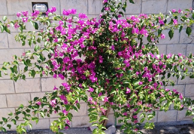 Appartement à Jelsa - Appartement dans Jelsa avec terrasse, Climatisation, WIFI (4440-1) Appartement à Jelsa - Appartement dans Jelsa avec terrasse, Climatisation, WIFI (4440-1)