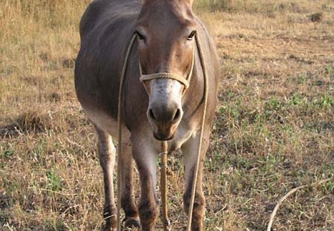 Appartement à Nevidane - Appartement dans Neviđane avec vue mer, Balcon, Climatisation, WIFI (4663-4) Appartement à Nevidane - Appartement dans Neviđane avec vue mer, Balcon, Climatisation, WIFI (4663-4)