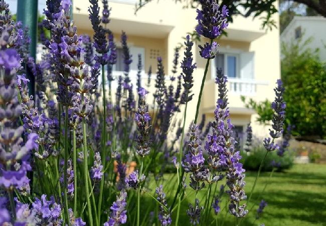 Appartement à Banjol - Appartement dans Banjol avec Balcon, Climatisation, WIFI, Lave-vaisselle (4888-1) Appartement à Banjol - Appartement dans Banjol avec Balcon, Climatisation, WIFI, Lave-vaisselle (4888-1)