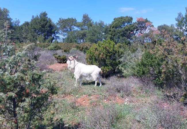 Appartement à Mali Lošinj - Appartement dans Mali Lošinj avec terrasse, Climatisation, WIFI (4913-1) Appartement à Mali Lošinj - Appartement dans Mali Lošinj avec terrasse, Climatisation, WIFI (4913-1)