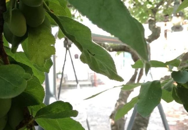 Appartement à Kaštel Kambelovac - Appartement dans Kaštel Kambelovac avec vue mer, Climatisation, WIFI, Machine à laver (4483-2) Appartement à Kaštel Kambelovac - Appartement dans Kaštel Kambelovac avec vue mer, Climatisation, WIFI, Machine à laver (4483-2)