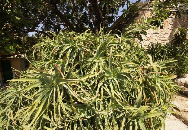 Casa a Vis - Casa di vacanza in Lissa (Vis) con terrazzo, Climatizzazione, Lavastoviglie (139-2) Casa a Vis - Casa di vacanza in Lissa (Vis) con terrazzo, Climatizzazione, Lavastoviglie (139-2)