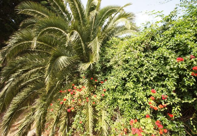 Casa a Vis - Casa di vacanza in Lissa (Vis) con terrazzo, Climatizzazione, Lavastoviglie (139-3) Casa a Vis - Casa di vacanza in Lissa (Vis) con terrazzo, Climatizzazione, Lavastoviglie (139-3)