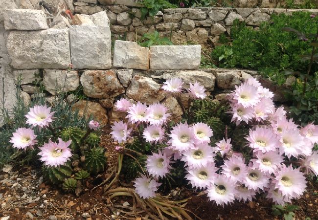 Appartamento a Hvar - Appartamento in Lesina (Hvar) con vista mare, loggia, Climatizzazione, WIFI (199-3) Appartamento a Hvar - Appartamento in Lesina (Hvar) con vista mare, loggia, Climatizzazione, WIFI (199-3)