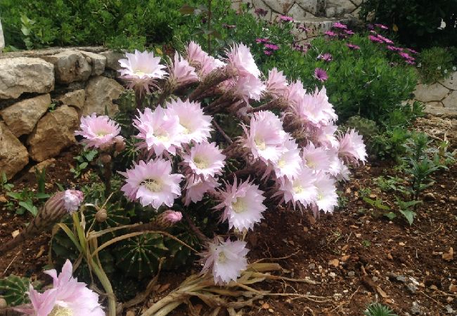 Appartamento a Hvar - Appartamento in Lesina (Hvar) con vista mare, loggia, Climatizzazione, WIFI (199-3) Appartamento a Hvar - Appartamento in Lesina (Hvar) con vista mare, loggia, Climatizzazione, WIFI (199-3)