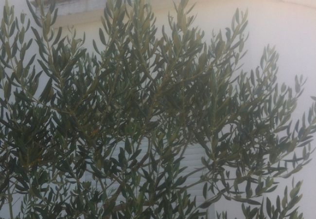 Appartamento a Lopar - Appartamento in Loparo (Lopar) con terrazzo, Climatizzazione, WIFI (568-1) Appartamento a Lopar - Appartamento in Loparo (Lopar) con terrazzo, Climatizzazione, WIFI (568-1)