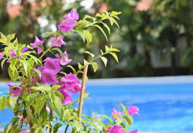 Appartamento a Porec - Appartamento in Parenzo (Porec) con balcone, WIFI (819-1) Appartamento a Porec - Appartamento in Parenzo (Porec) con balcone, WIFI (819-1)