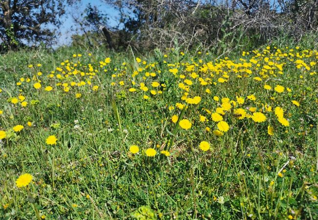 Appartamento a Stivan - Appartamento in Stivan con terrazzo, Climatizzazione, WIFI (920-1) Appartamento a Stivan - Appartamento in Stivan con terrazzo, Climatizzazione, WIFI (920-1)