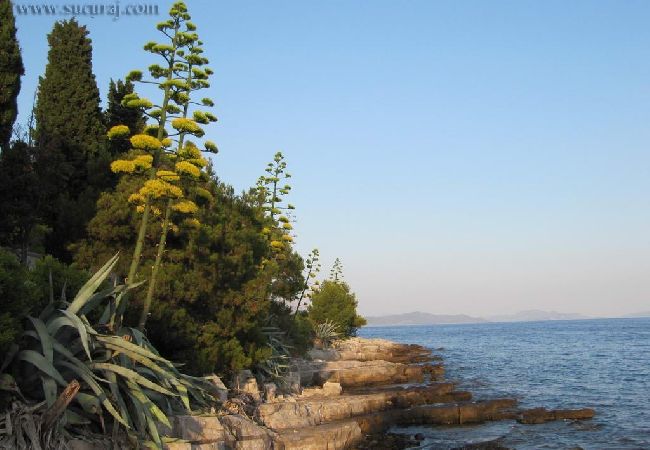 Appartamento a Sucuraj - Appartamento in San Giorgio (Sućuraj) con vista mare, balcone, Climatizzazione, WIFI (3560-2) Appartamento a Sucuraj - Appartamento in San Giorgio (Sućuraj) con vista mare, balcone, Climatizzazione, WIFI (3560-2)