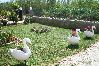 Appartamento a Privlaka - Appartamento in Brevilacqua (Privlaka) con vista mare, balcone, Climatizzazione, WIFI (667-3) Appartamento a Privlaka - Appartamento in Brevilacqua (Privlaka) con vista mare, balcone, Climatizzazione, WIFI (667-3)