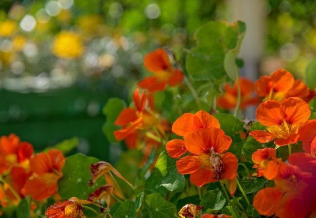 Appartamento a Bol - Appartamento in Vallo della Brazza (Bol) con vista mare, terrazzo, Climatizzazione, WIFI (3758-2) Appartamento a Bol - Appartamento in Vallo della Brazza (Bol) con vista mare, terrazzo, Climatizzazione, WIFI (3758-2)