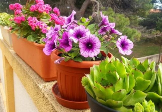 Appartamento a Vir - Appartamento in Vir con terrazzo, Climatizzazione, WIFI (4594-2) Appartamento a Vir - Appartamento in Vir con terrazzo, Climatizzazione, WIFI (4594-2)